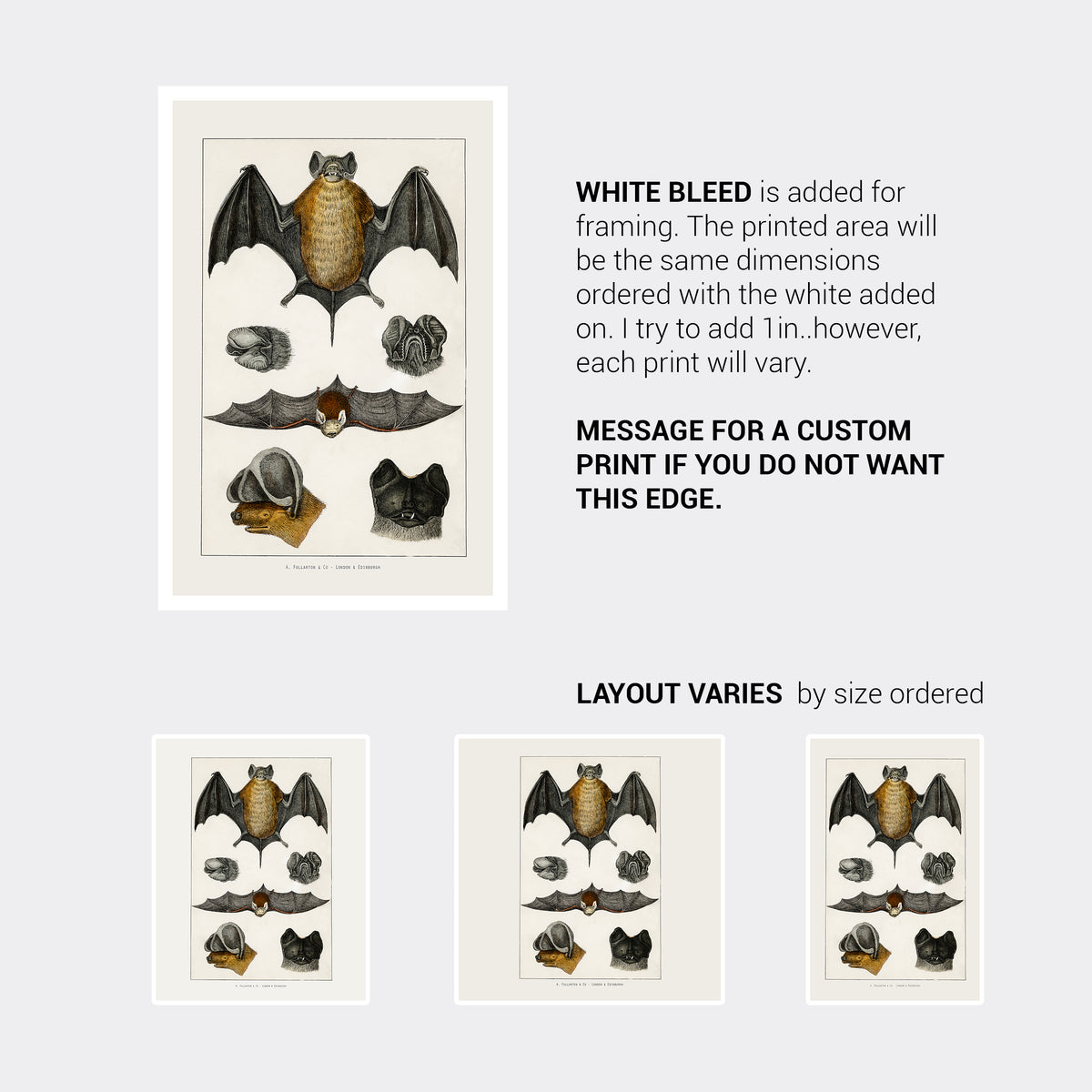 Vintage Bats Natural History Art Print