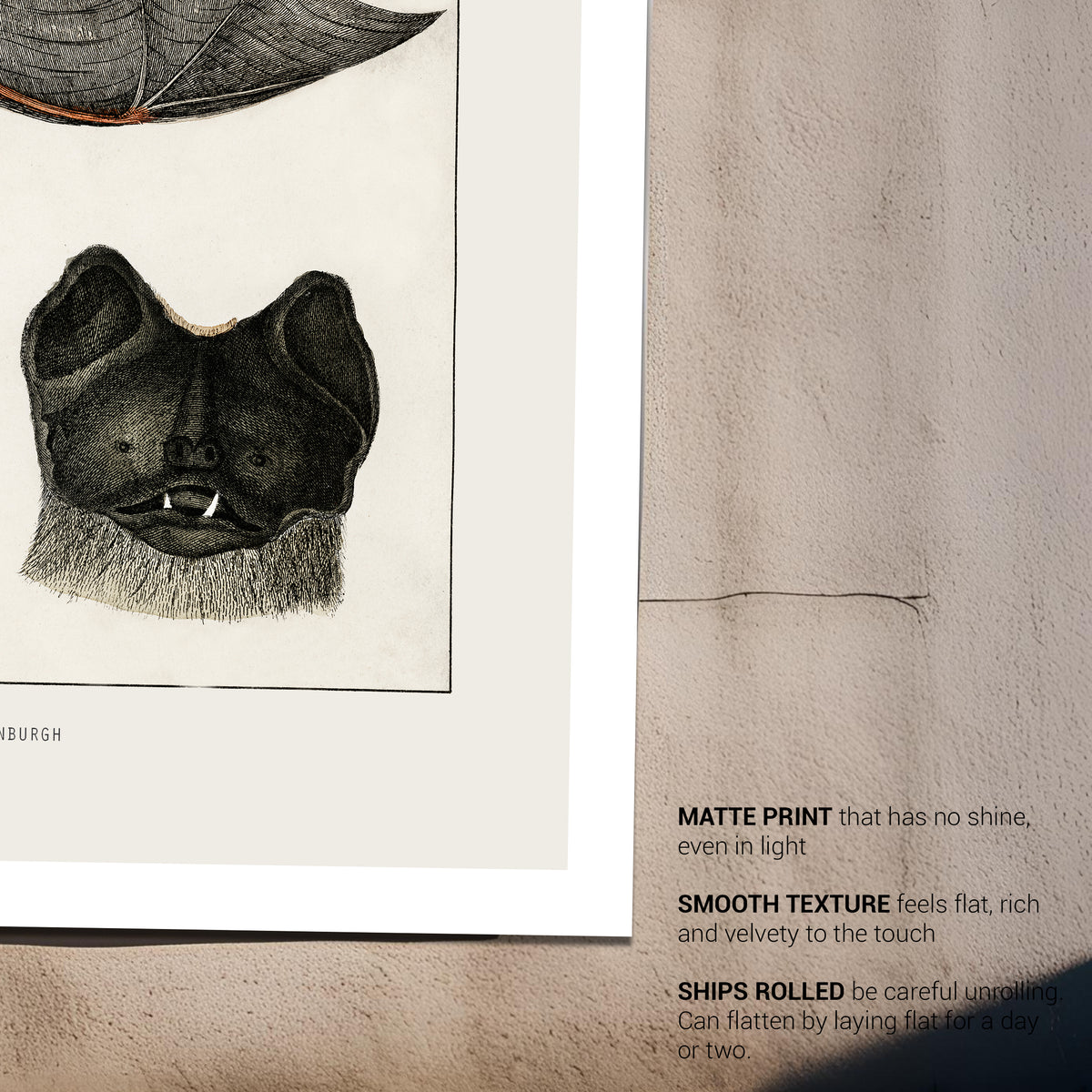 Vintage Bats Natural History Art Print