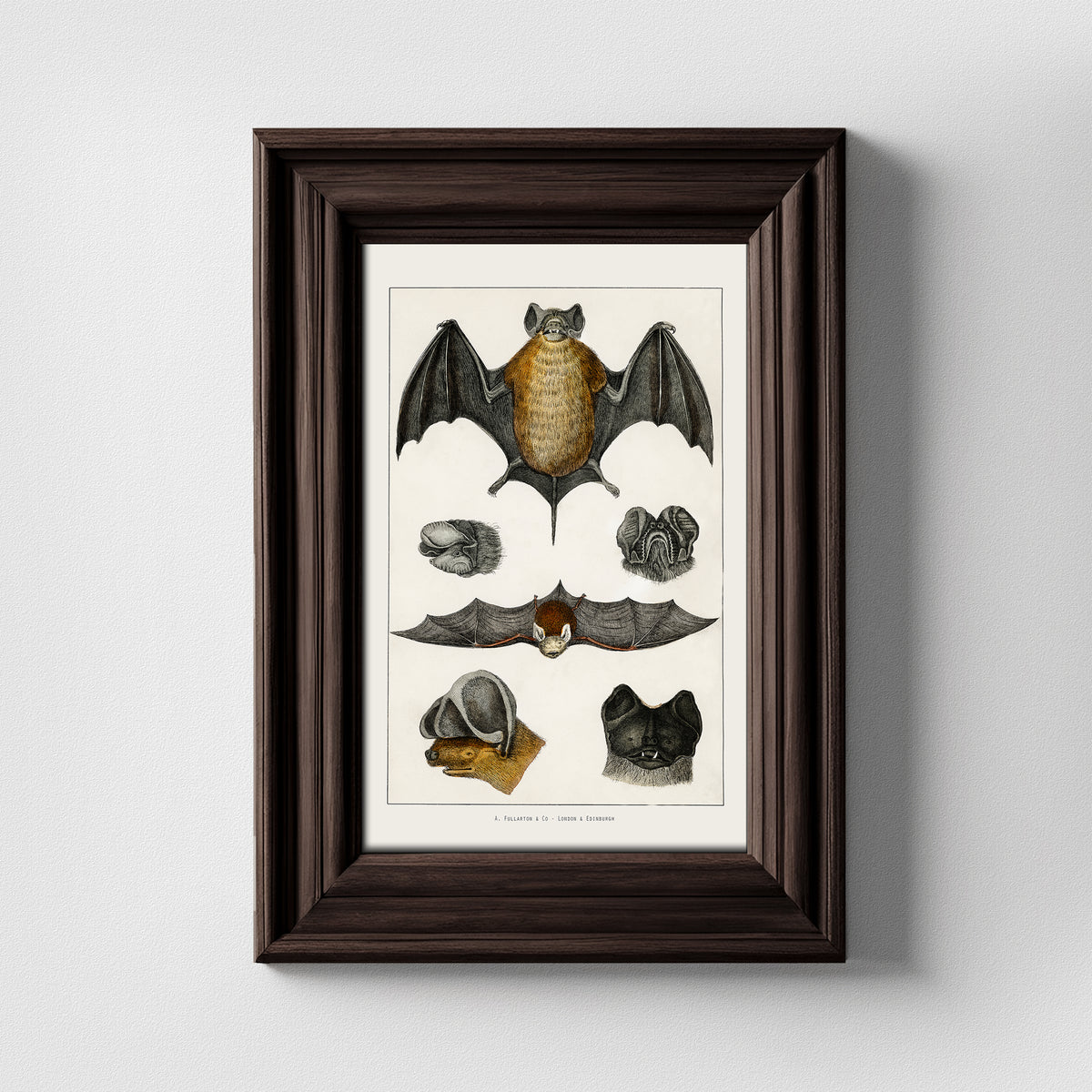 Vintage Bats Natural History Art Print