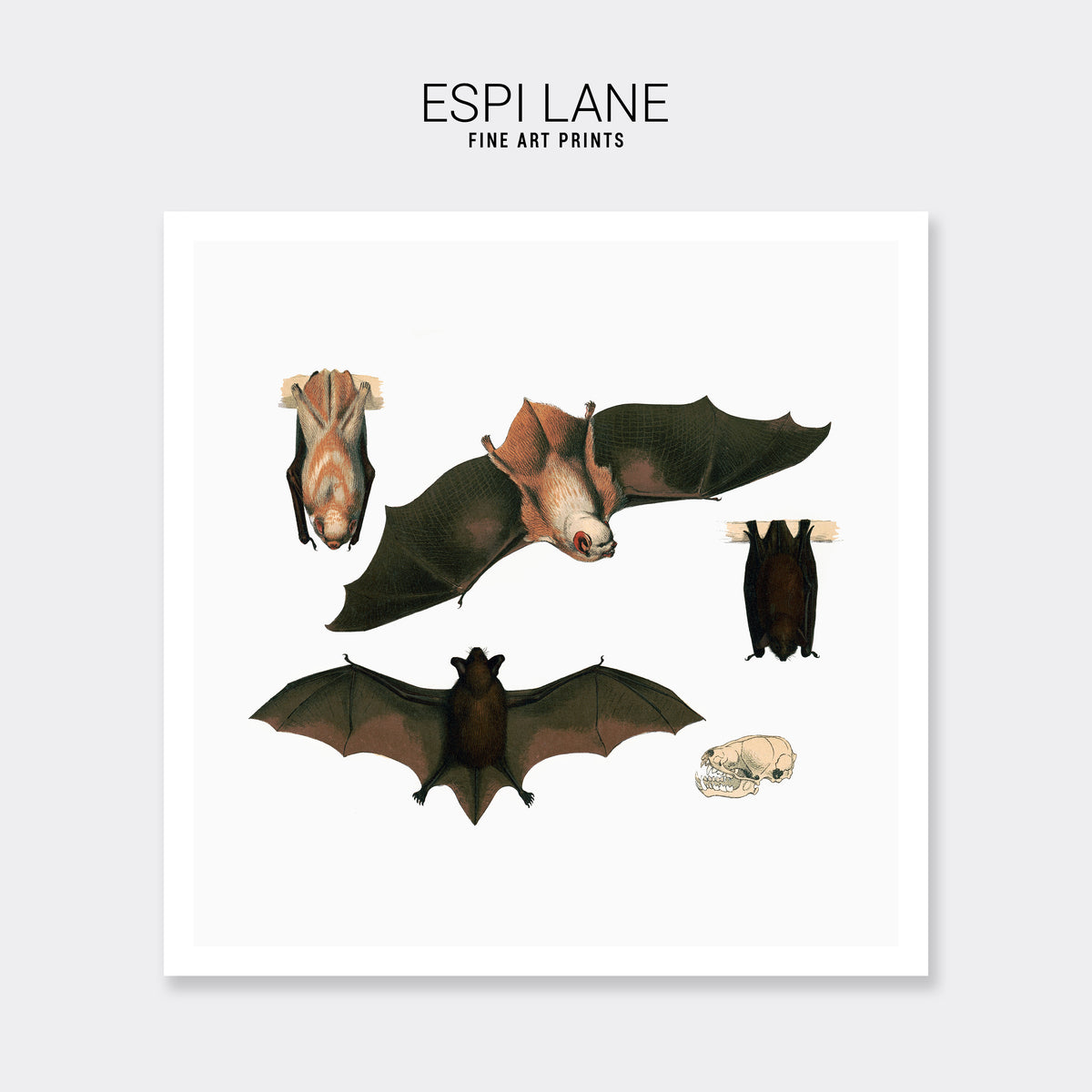 Red Bat Illustrated Fine Art Print