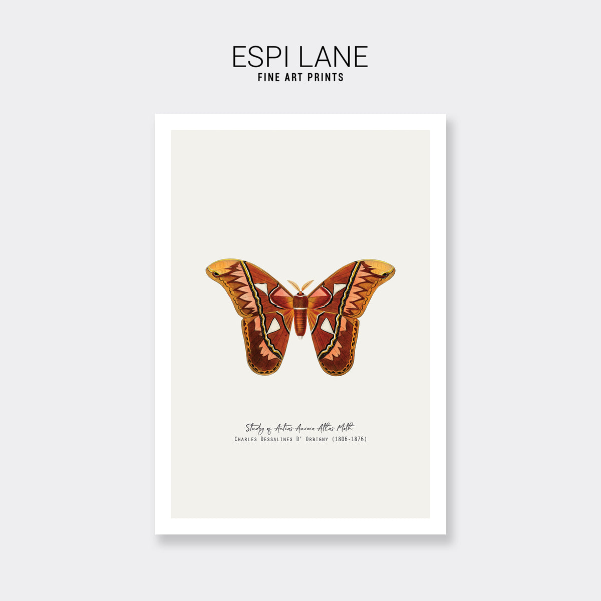 Atlas Moth Vintage French Illustration Fine Art Print-ESPI LANE