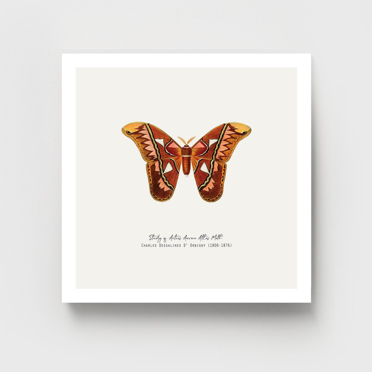 Atlas Moth Vintage French Illustration Fine Art Print-ESPI LANE