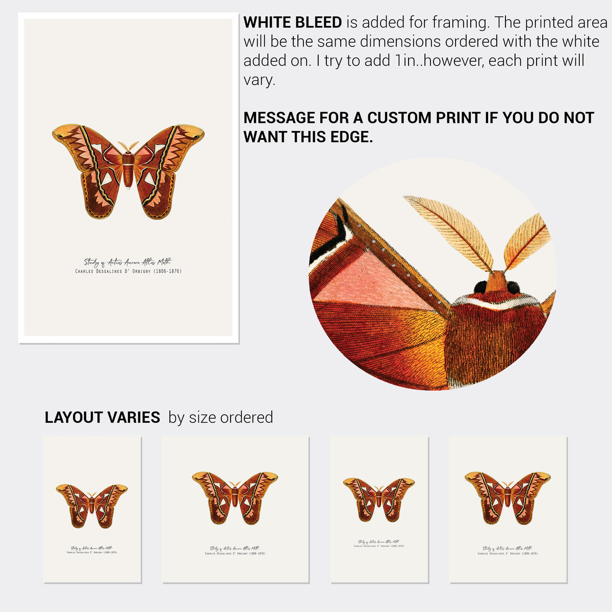 Atlas Moth Vintage French Illustration Fine Art Print-ESPI LANE
