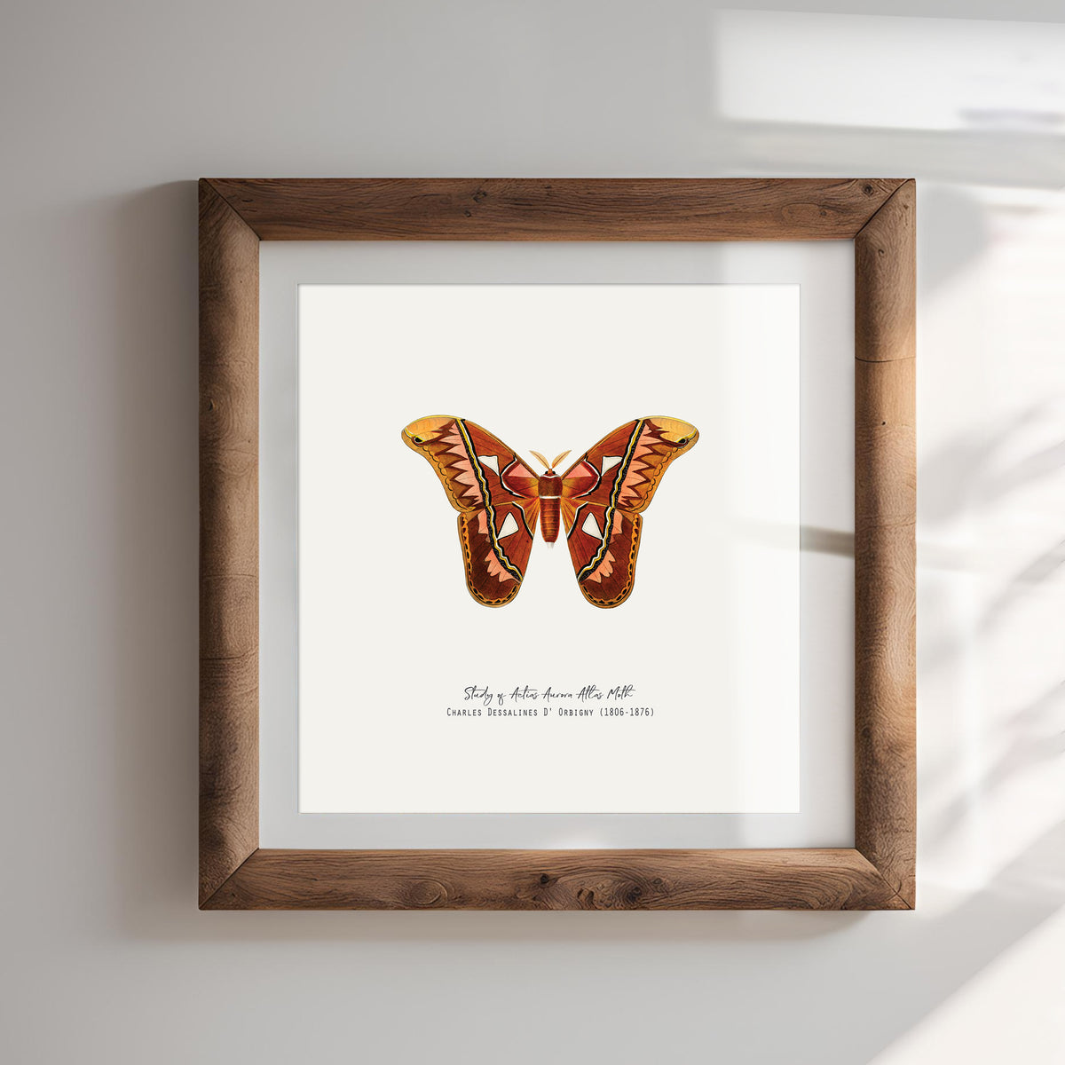 Atlas Moth Vintage French Illustration Fine Art Print-ESPI LANE