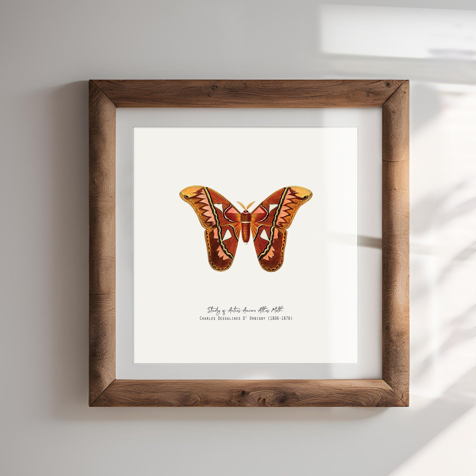 Atlas Moth Vintage French Illustration Fine Art Print-ESPI LANE