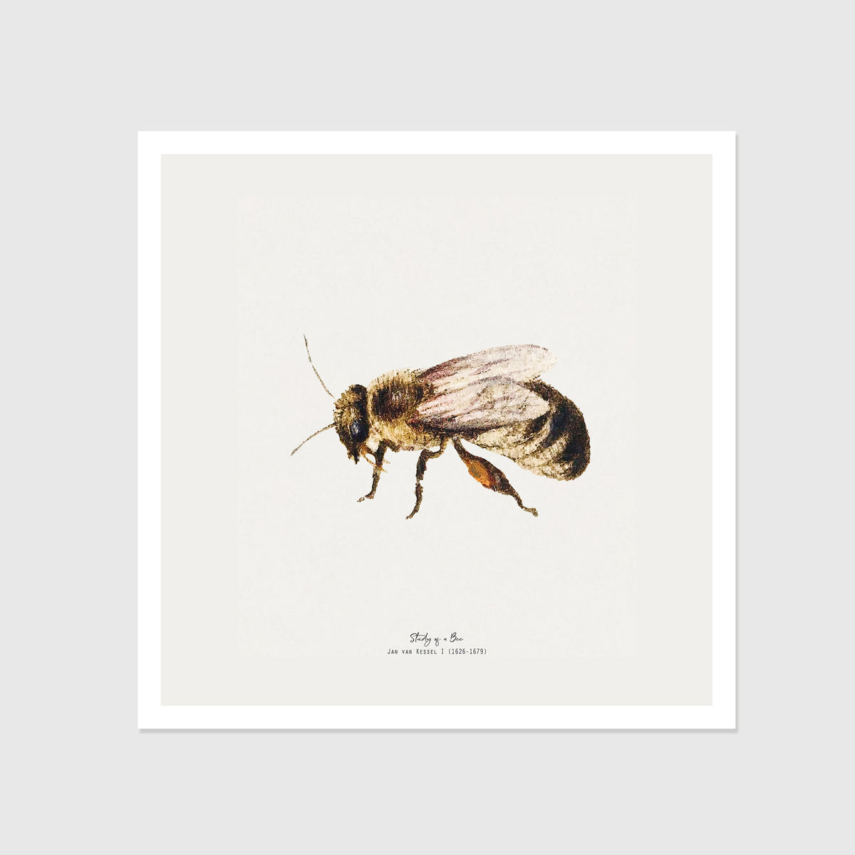 Bee Vintage Illustration Fine Art Print-ESPI LANE