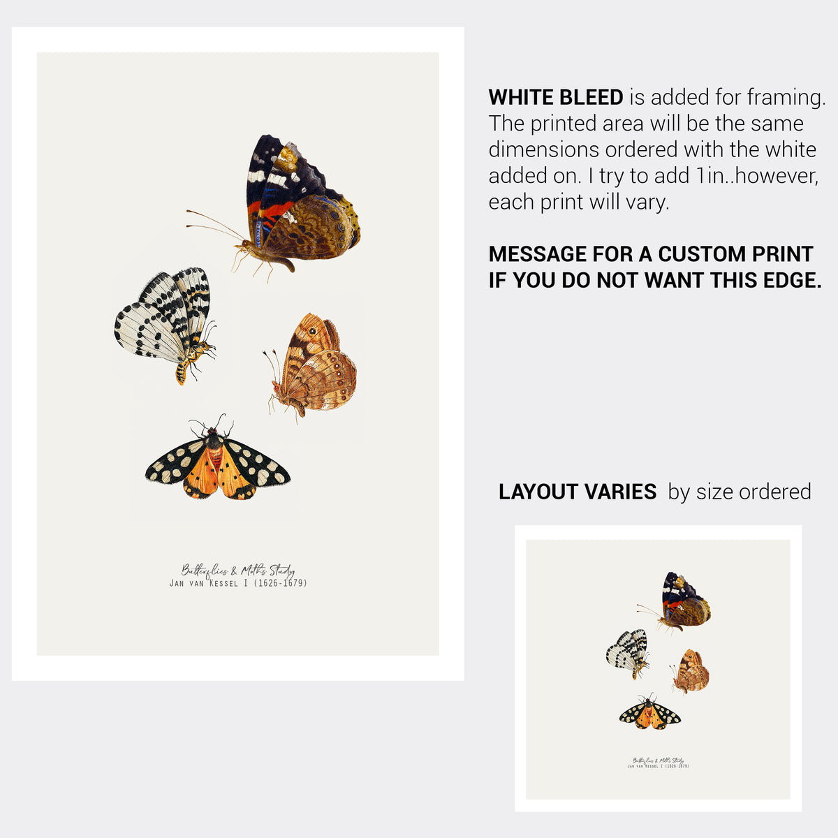 Butterfly & Moth Vintage Illustration Fine Art Print-ESPI LANE