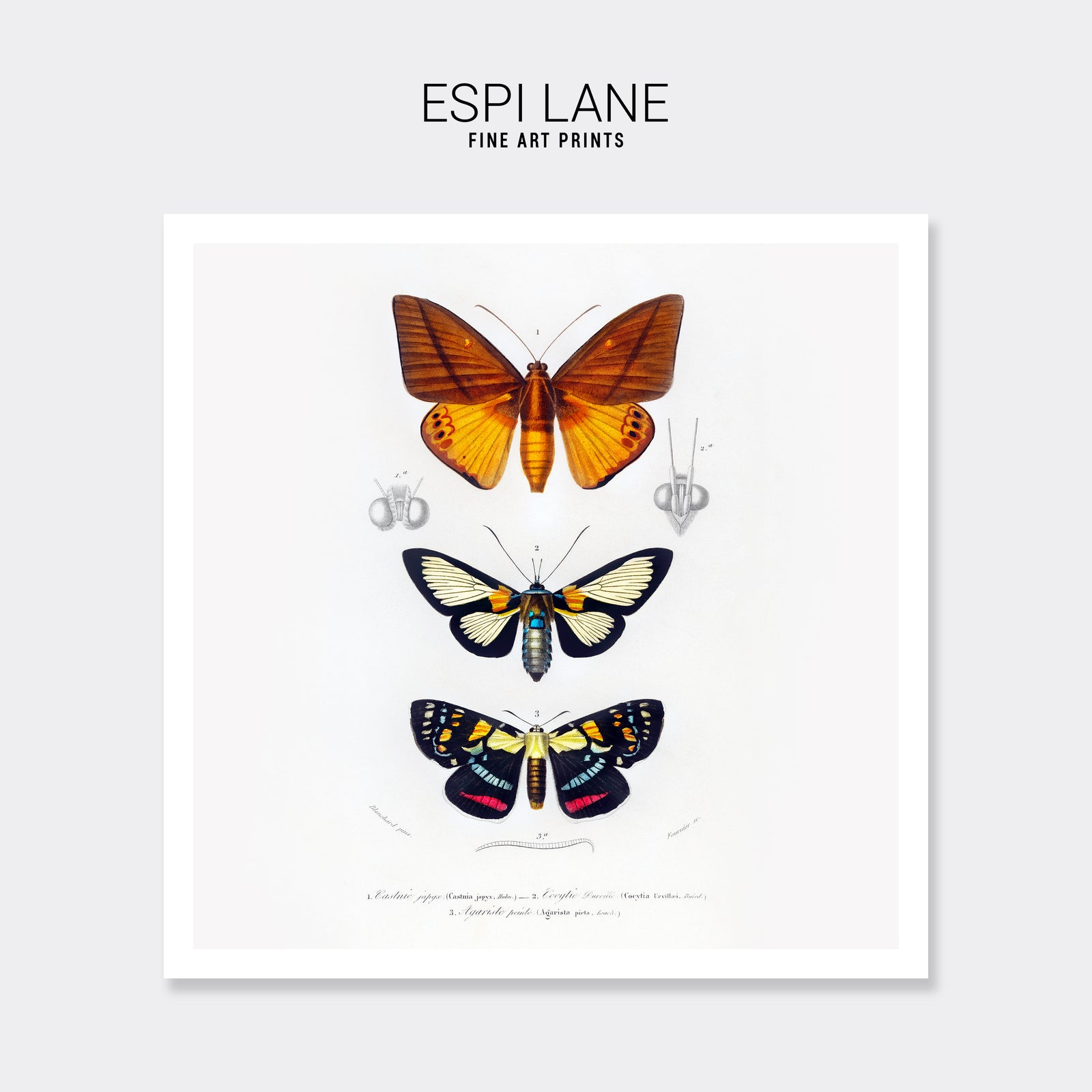 Butterfly Vintage French Illustration Fine Art Print-ESPI LANE