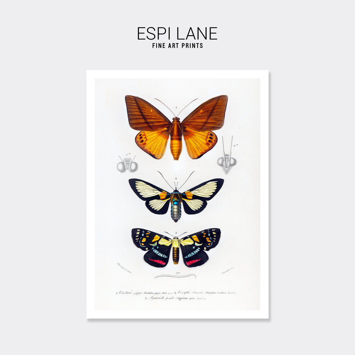 Butterfly Vintage French Illustration Fine Art Print-ESPI LANE