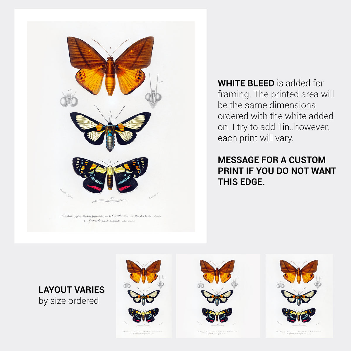 Butterfly Vintage French Illustration Fine Art Print-ESPI LANE