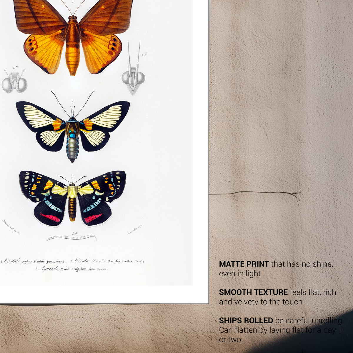 Butterfly Vintage French Illustration Fine Art Print-ESPI LANE