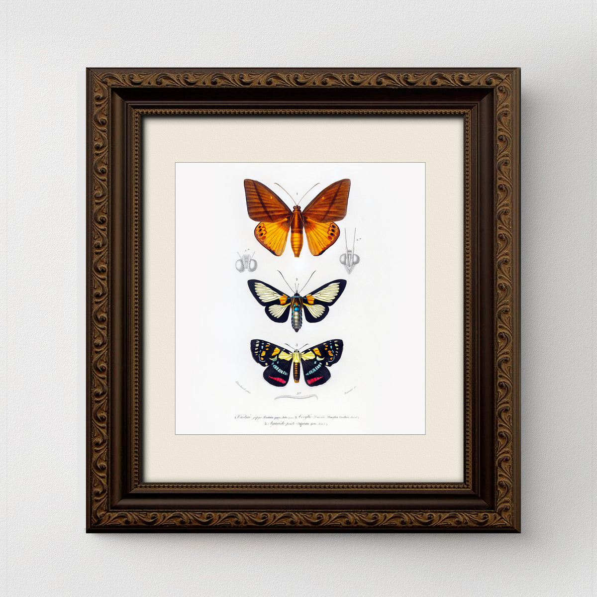 Butterfly Vintage French Illustration Fine Art Print-ESPI LANE