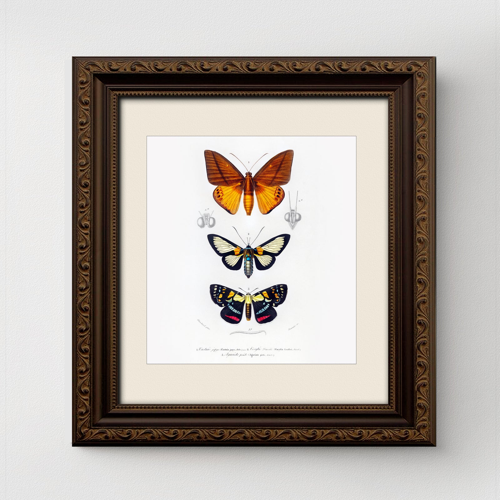 Butterfly Vintage French Illustration Fine Art Print-ESPI LANE