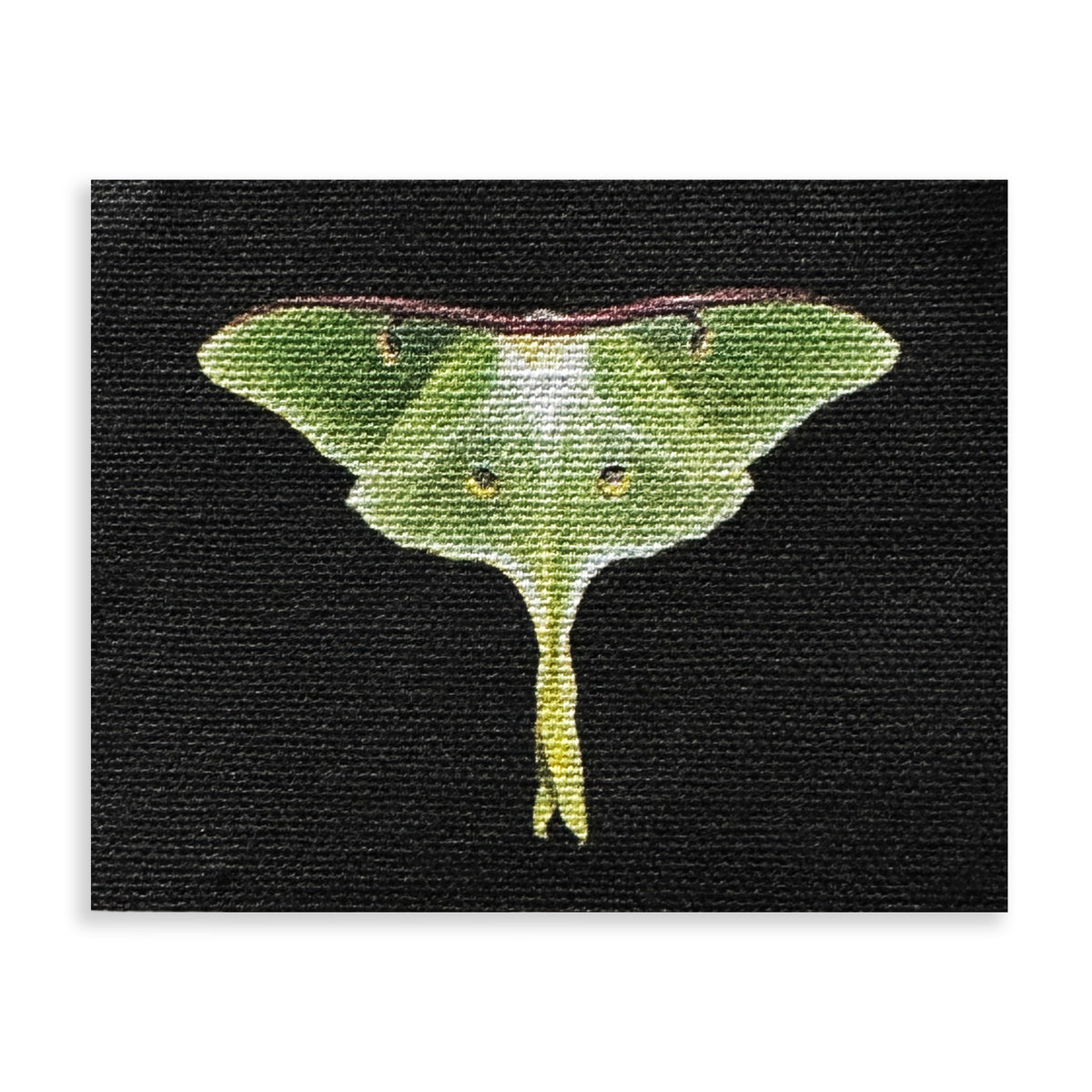Luna Moth Sew-On Patch-ESPI LANE