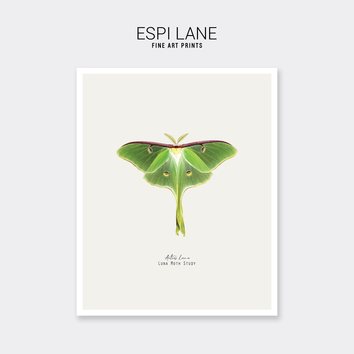 Luna Moth Vintage Illustration Fine Art Print-ESPI LANE