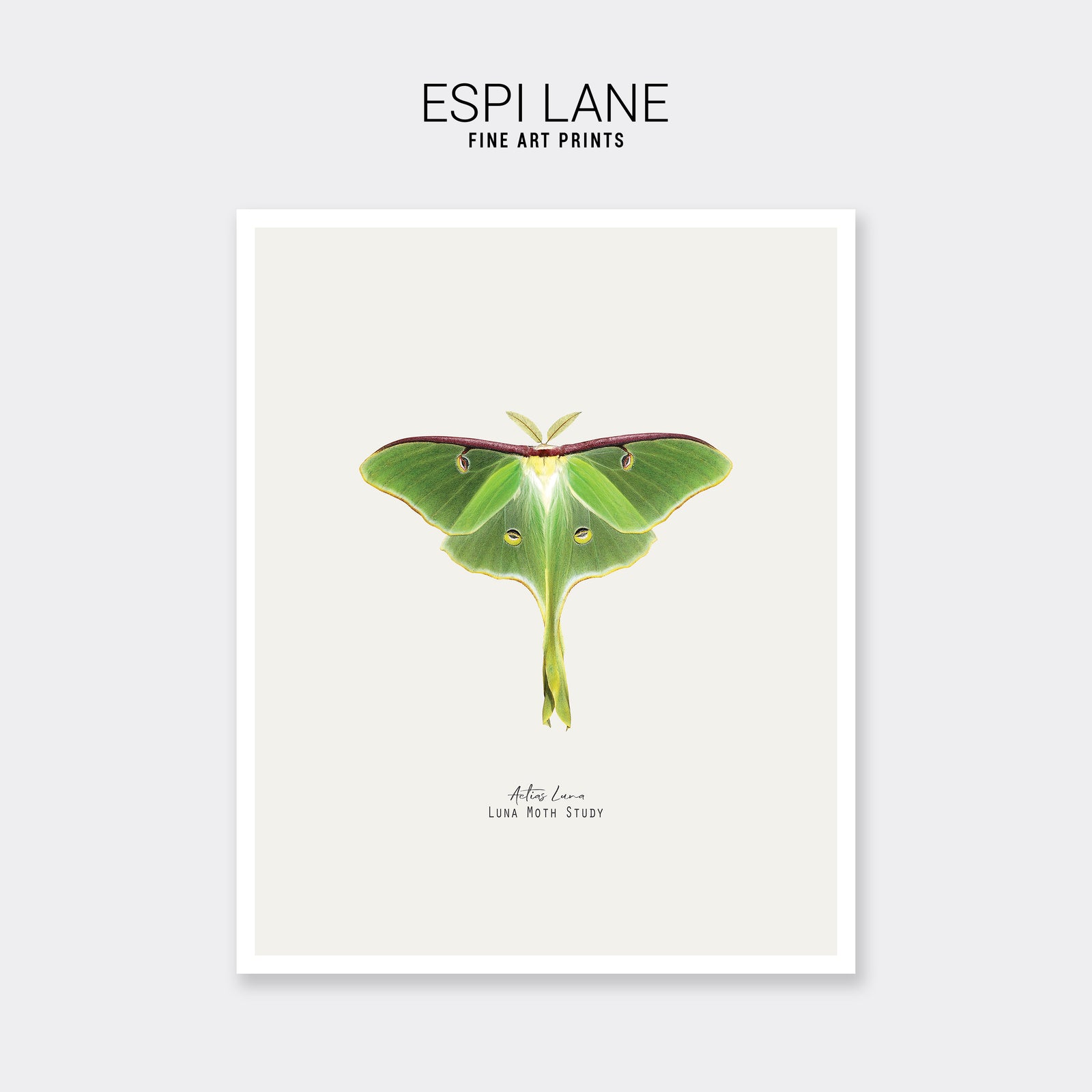 Luna Moth Vintage Illustration Fine Art Print-ESPI LANE