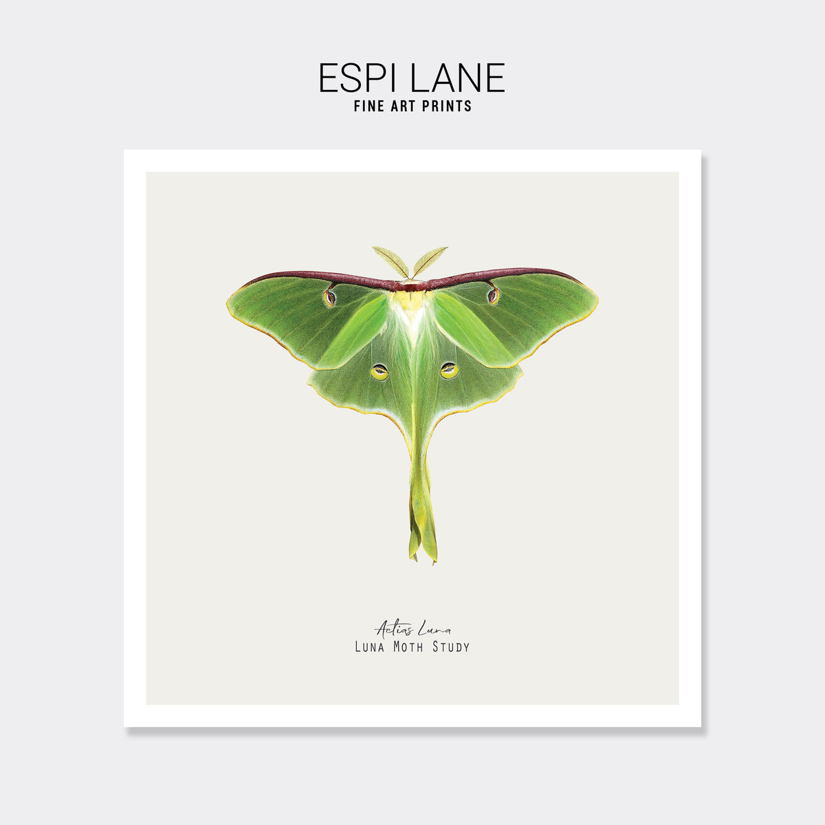 Luna Moth Vintage Illustration Fine Art Print-ESPI LANE