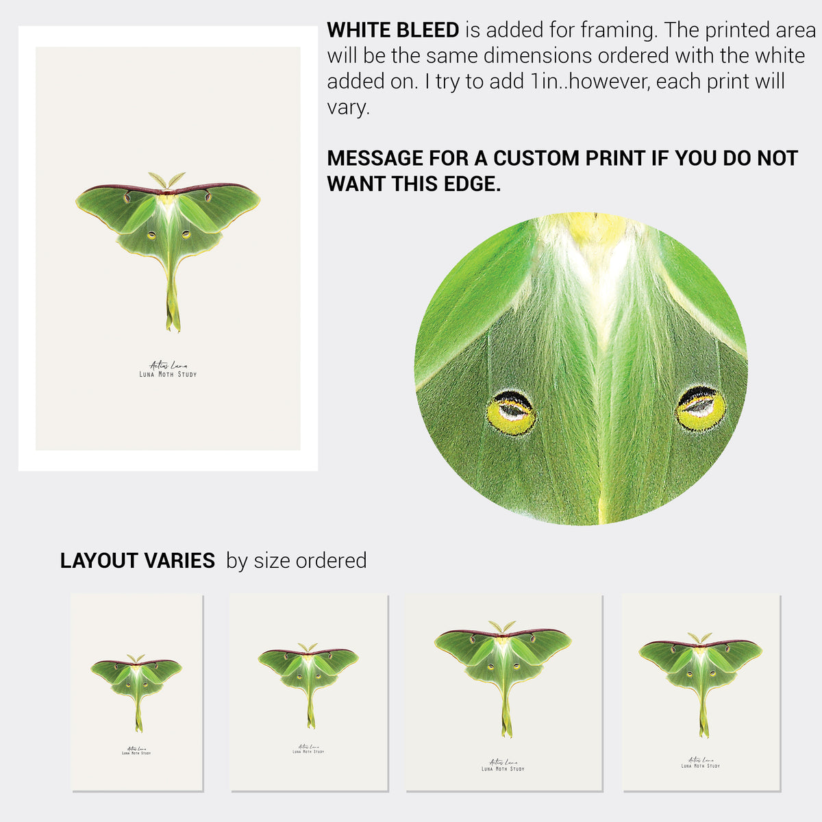 Luna Moth Vintage Illustration Fine Art Print-ESPI LANE