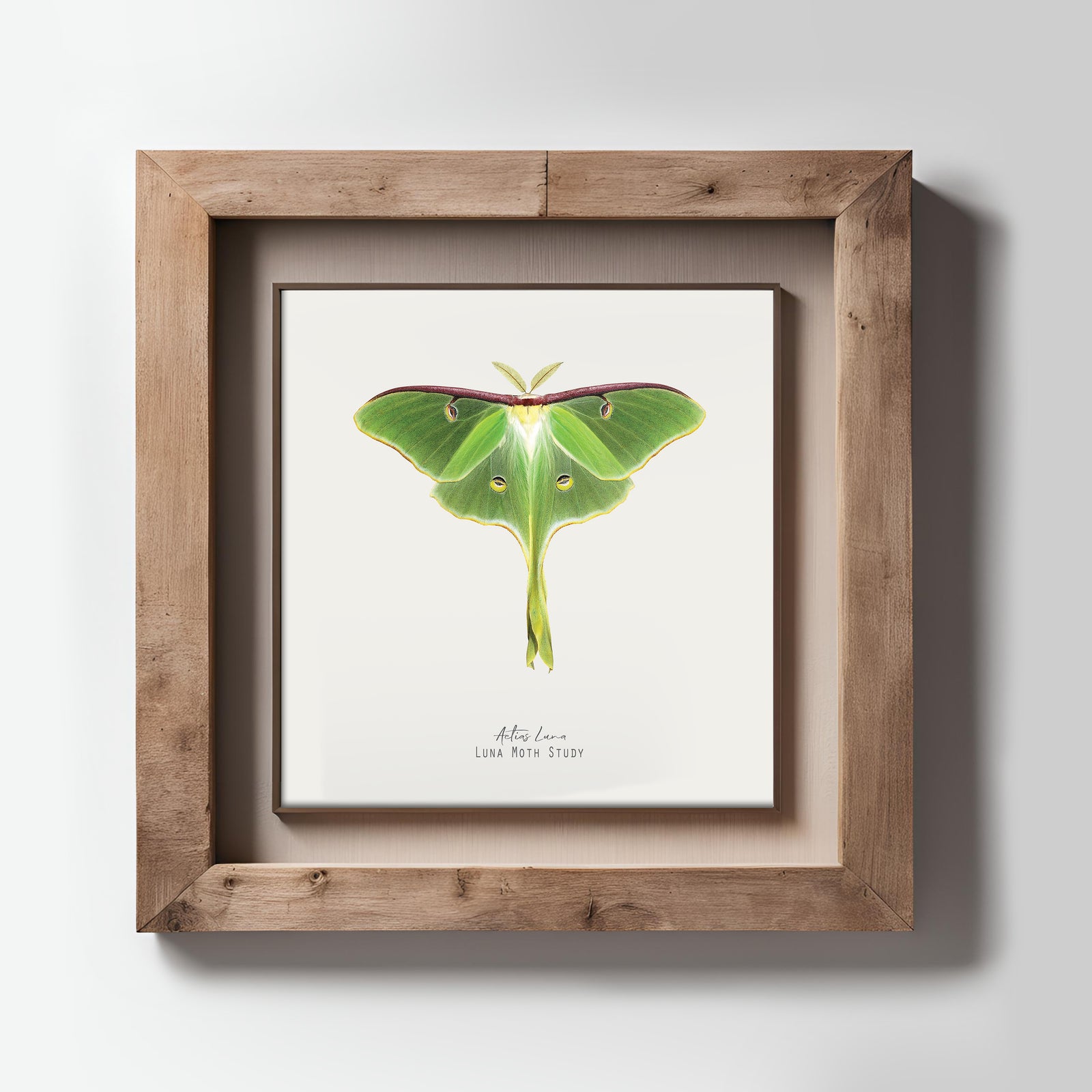Luna Moth Vintage Illustration Fine Art Print-ESPI LANE