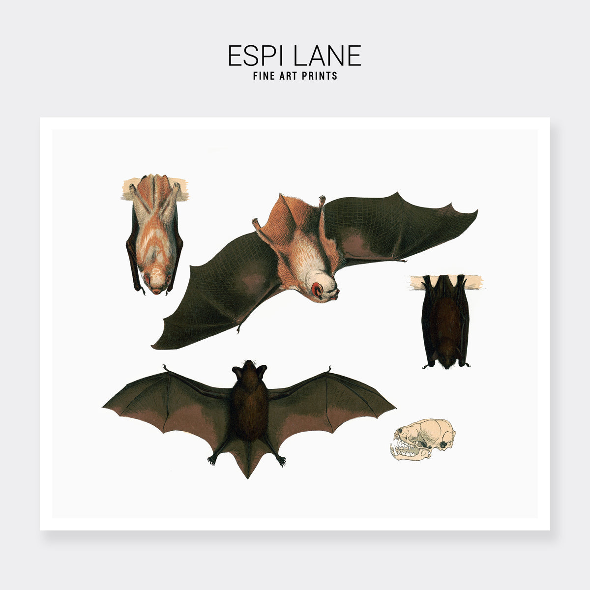 Red Bat Illustrated Fine Art Print-ESPI LANE