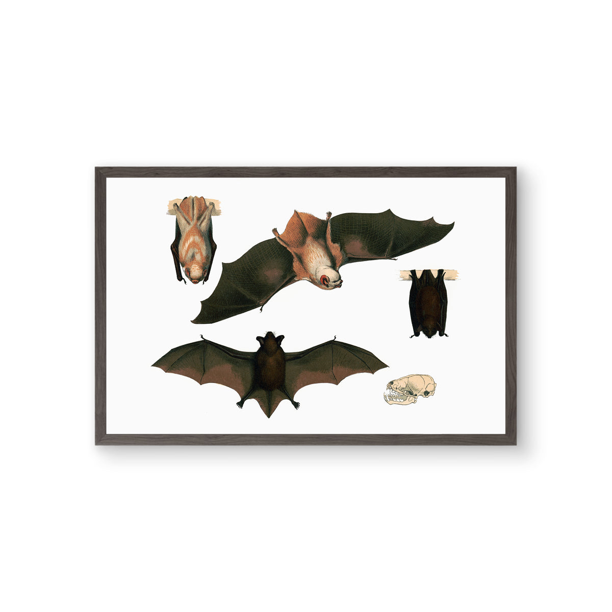 Red Bat Illustrated Fine Art Print-ESPI LANE