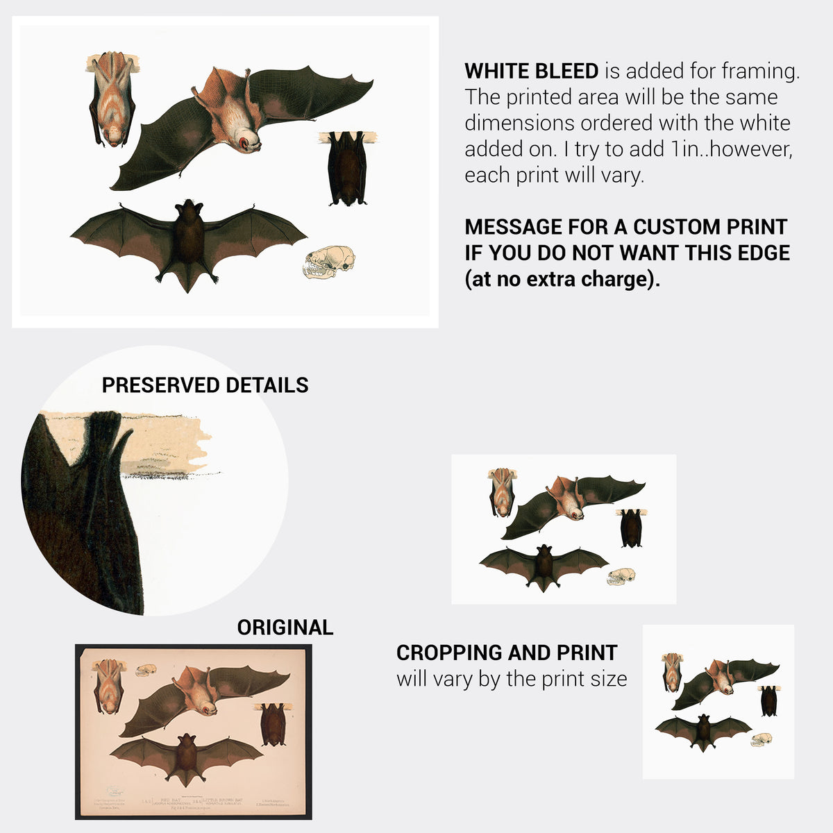 Red Bat Illustrated Fine Art Print-ESPI LANE