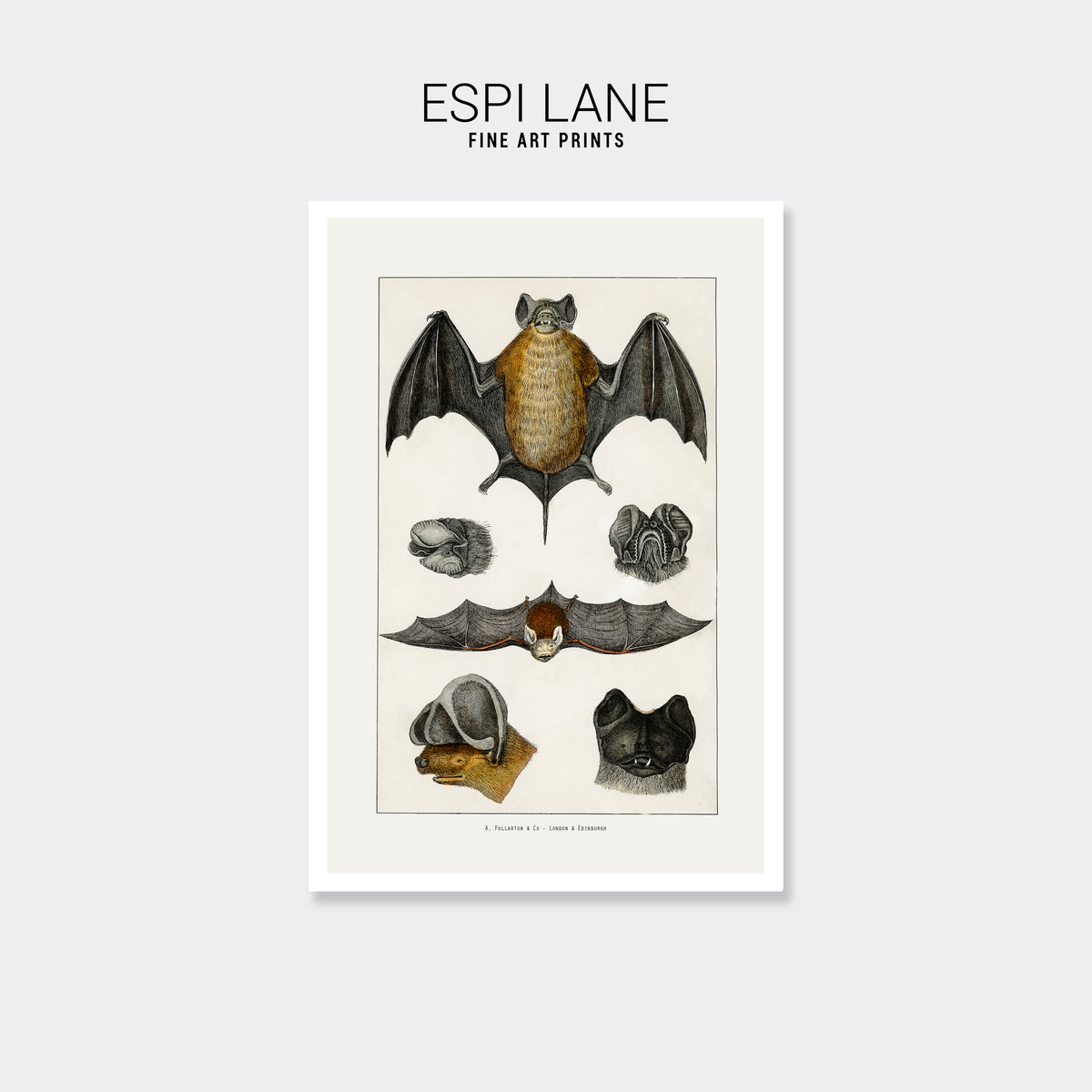Vintage Bats Natural History Art Print-ESPI LANE