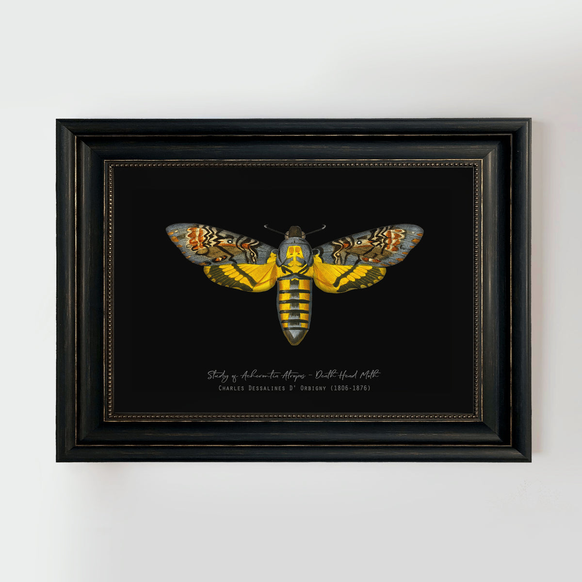 Vintage Illustration Death's Head Moth Fine Art Print-ESPI LANE