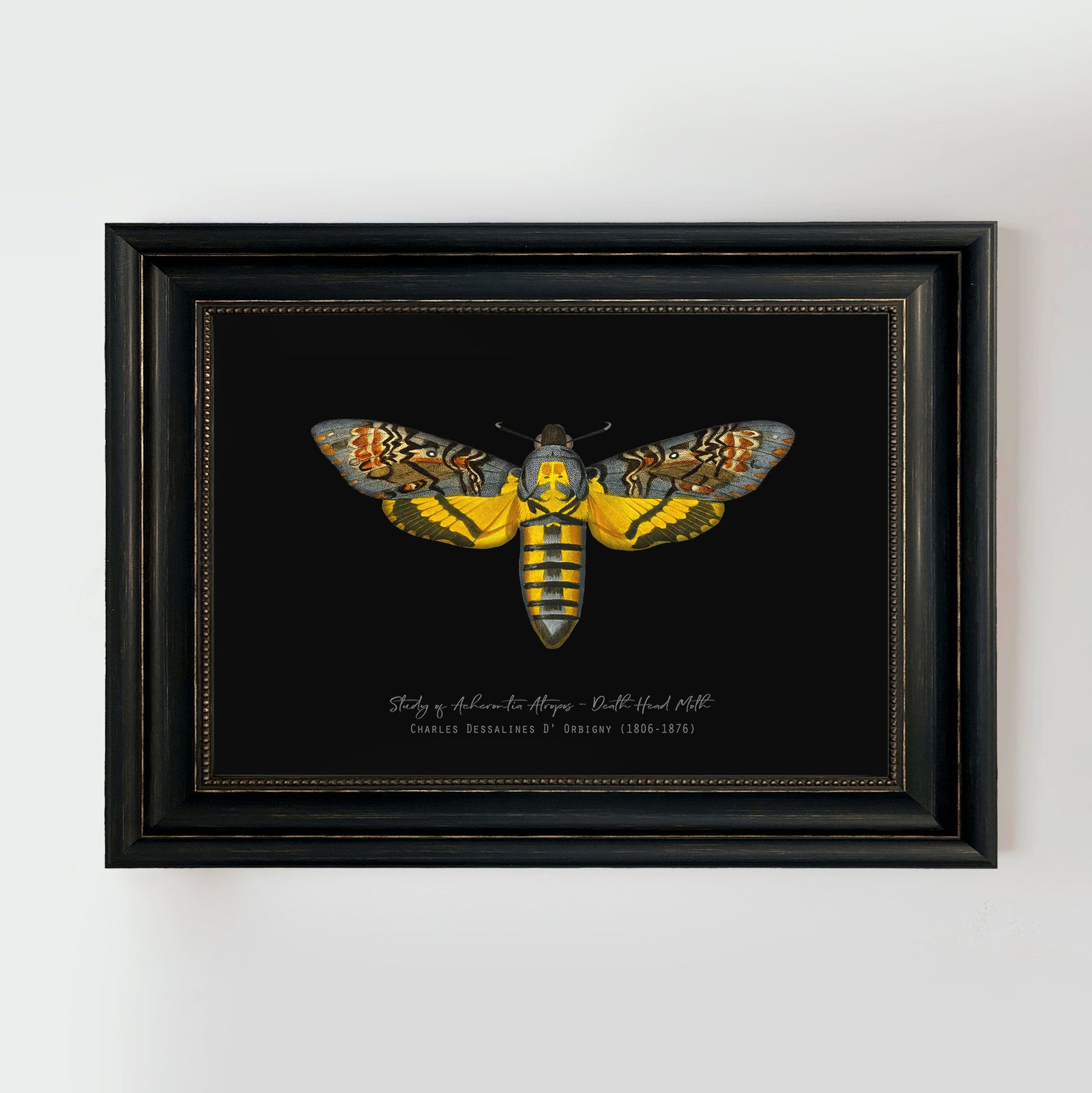 Vintage Illustration Death's Head Moth Fine Art Print-ESPI LANE