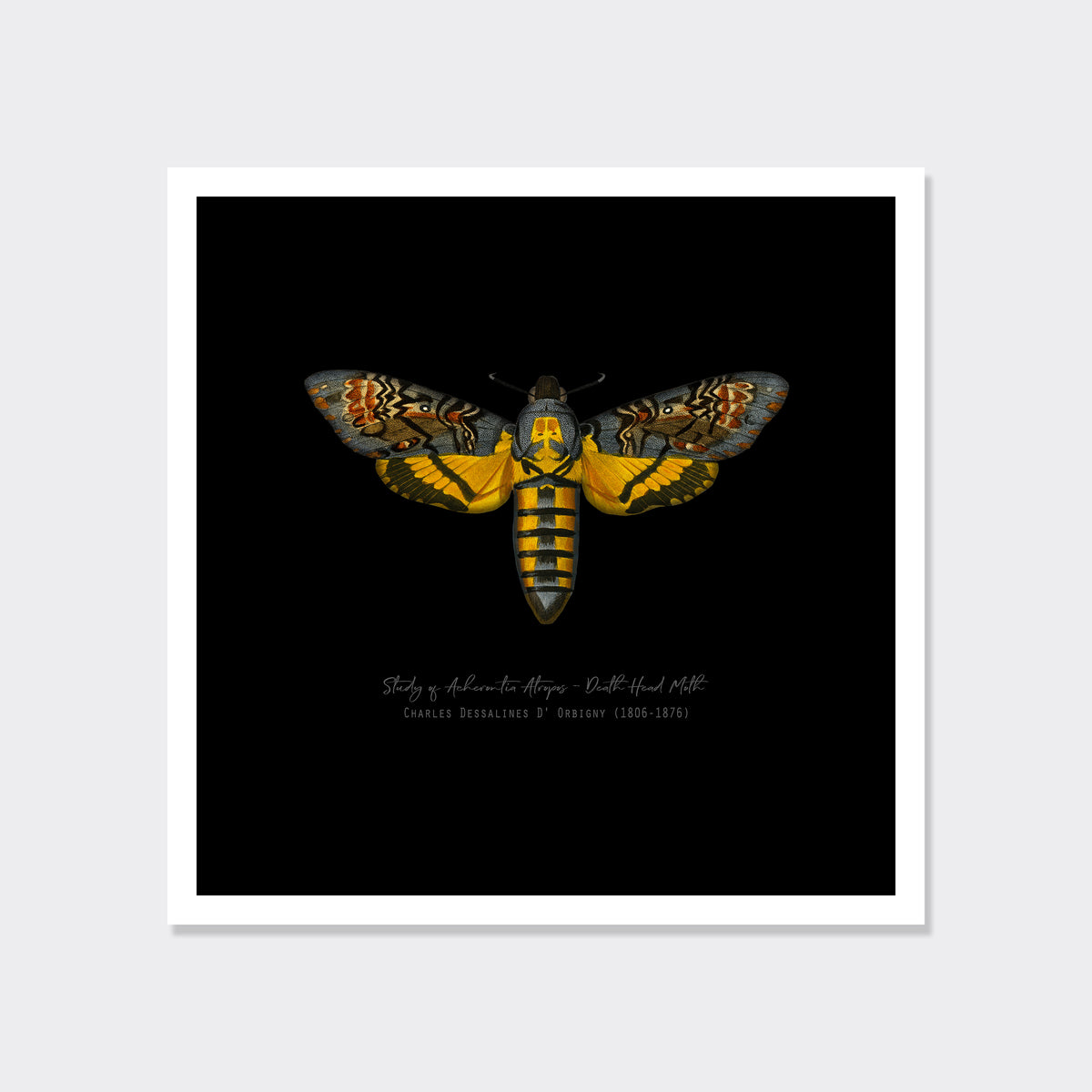 Vintage Illustration Death's Head Moth Fine Art Print-ESPI LANE