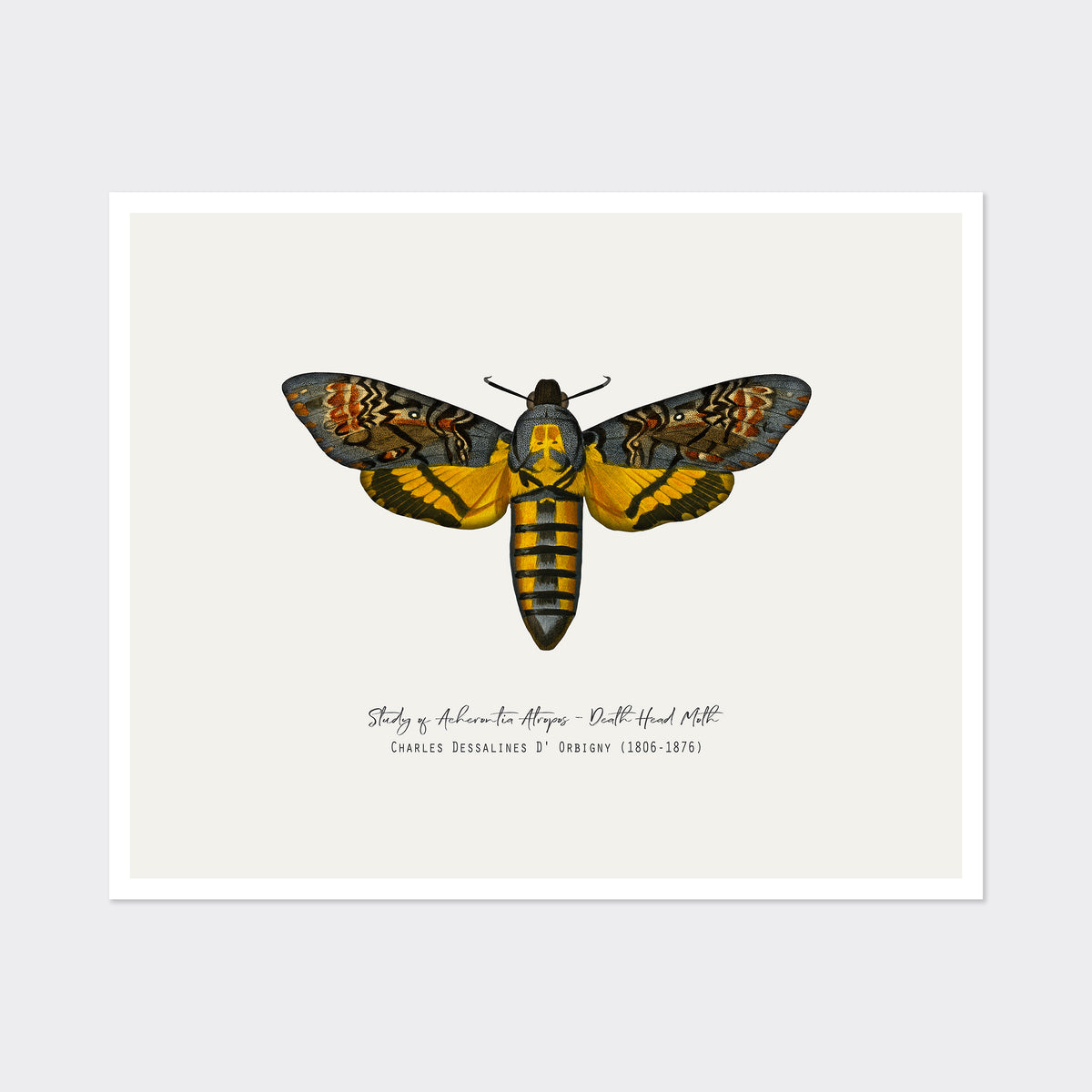 Vintage Illustration Death's Head Moth Fine Art Print-ESPI LANE