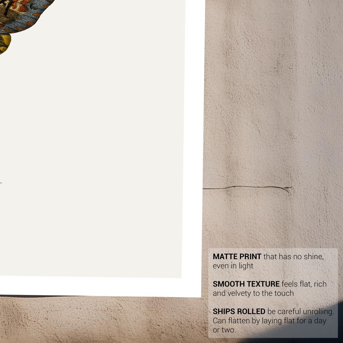 Vintage Illustration Death's Head Moth Fine Art Print-ESPI LANE