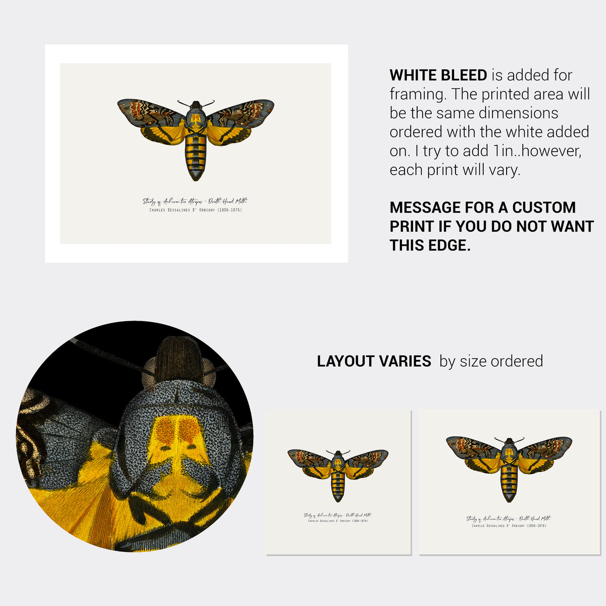 Vintage Illustration Death's Head Moth Fine Art Print-ESPI LANE