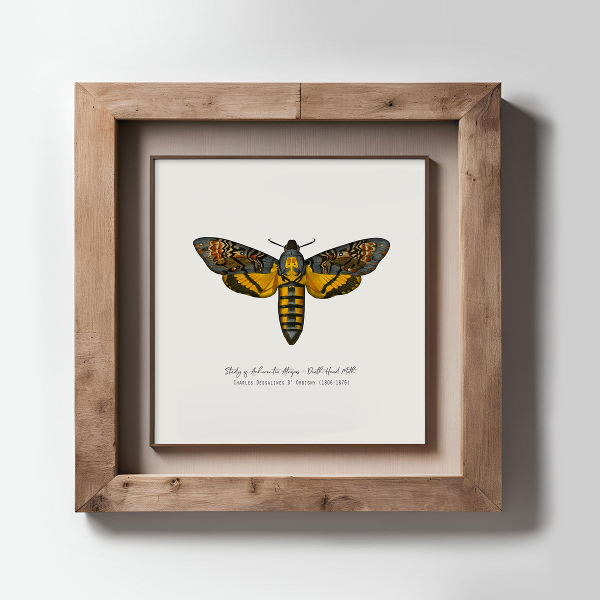 Vintage Illustration Death's Head Moth Fine Art Print-ESPI LANE